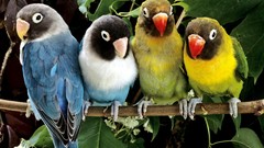 Birds Animals Parrots love