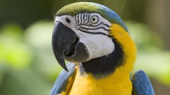 Birds Animals Parrots macaw