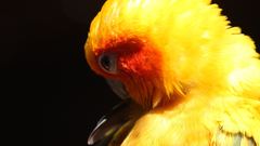 Birds Animals Parrots sun