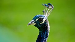 Birds Animals Peafowl