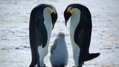 Birds Animals Penguins chicks