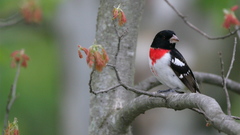 Birds Animals Rose-breasted Grosbeak