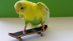Birds Animals skates parakeets