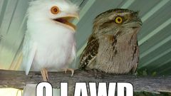Birds Animals tawny frogmouth