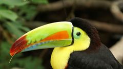 Birds Animals toucans