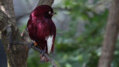 Birds Animals twigs blurred