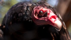 Birds Animals vultures