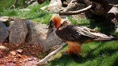 Birds Animals vultures