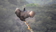 Birds Animals vultures bird