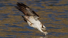 Birds Animals water hunting hawk (animal)