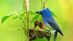 Birds Animals wildlife baby
