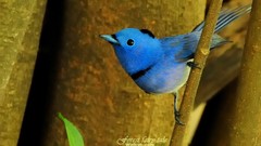 Birds Animals wildlife Blue