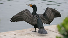 Birds Animals wildlife Cormorant