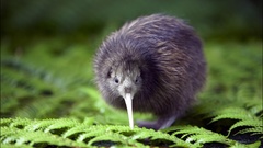 Birds baby birds Kiwi Bird