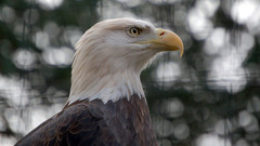 Birds bald eagles