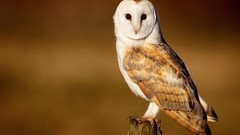 Birds barn owl