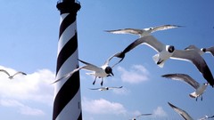 Birds Beaches north carolina lighthouses capes