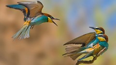 Birds Bee Eaters