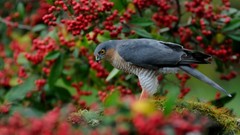 Birds Berries bird of prey