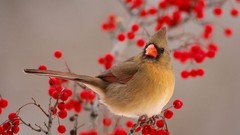 Birds Berries cardinal
