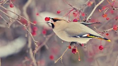 Birds Berries cedar waxwing