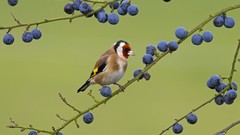 Birds Berries goldfinch