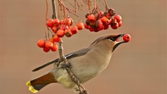 Birds Berries waxwing cedar waxwing