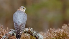 Birds bird of prey hawks