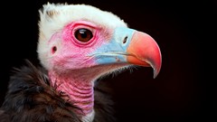 Birds black background vultures baby animals