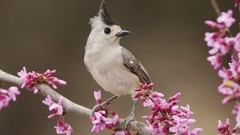 Birds Black Crested Titmouse