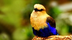 Birds Blue-bellied Roller