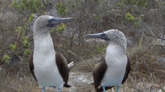 Birds blue-footed boobies