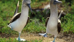 Birds blue-footed boobies