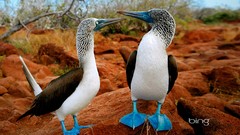 Birds blue-footed boobies