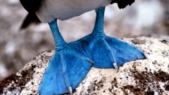 Birds blue-footed boobies