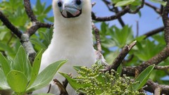 Birds blue-footed boobies baby