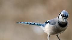 Birds blue jay