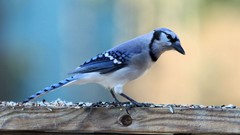 Birds blue jay