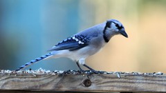 Birds blue jay