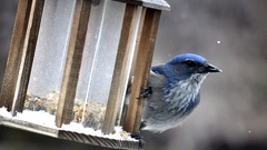 Birds blue Jay Birdhouses