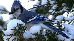 Birds blue jay Jays