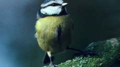 Birds blue tit