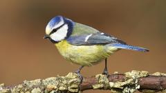 Birds blue tit