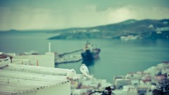 Birds Boats Roof blurred background