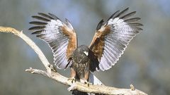 Birds branches hawks