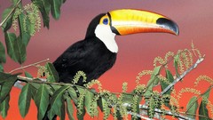 Birds Brazil toucans