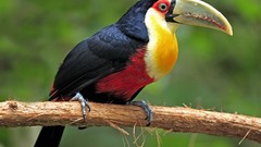 Birds Brazil toucans Mato Grosso