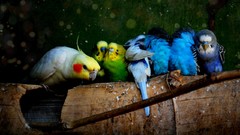 Birds budgerigar cockatoo parakeets
