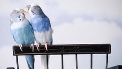 Birds budgerigar parakeets