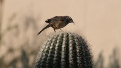 Birds cactus